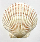 Real Seashell Dish!